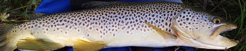 Scottish Brown Trout