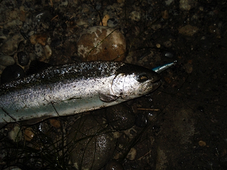 Trout Fishing In the Dark – Bow River Blog