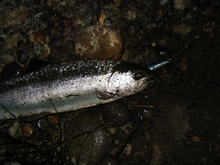 https://www.bowriverblog.com/wp-content/uploads/2008/09/night-fishing-bow-river-september-9-2008-006.JPG