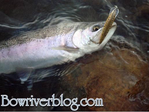 trout-pics-march-18-2009-0273