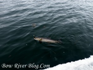 A Bow River Winter Brown Trout