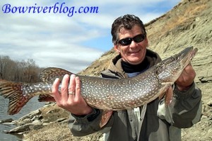 a-large-rare-bow-river-pike