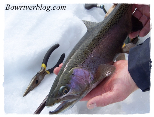 Simple Tips To Keep Flying Rainbow Trout On Your Hook – Bow River Blog