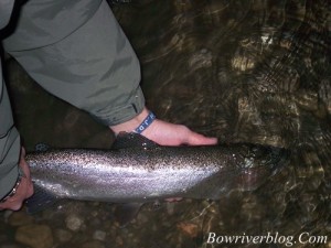 Bow River Rainbow Trout Fishing