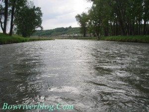 Bow River Fishing In May