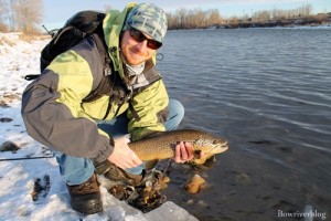 A colorful brown trout taken from the Bow River December 27 2011