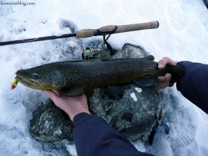 Paige catches her first Bow River Brown Trout