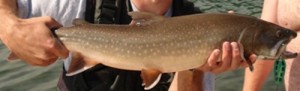 The author with a Lower Kananaskis native Bull Trout