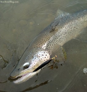 Bow River Brown Trout Fishing March 9 2012