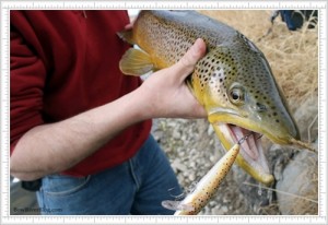 Fishing the bow river for large trout.