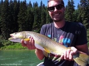 Trophy Brown Trout spin fishing along the Lower Bow River