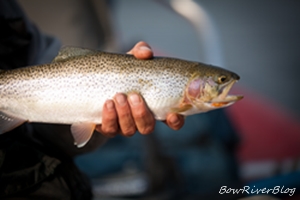 A surprise cutthroat trout caught on the Lower Bow River nice bow river cutthroat