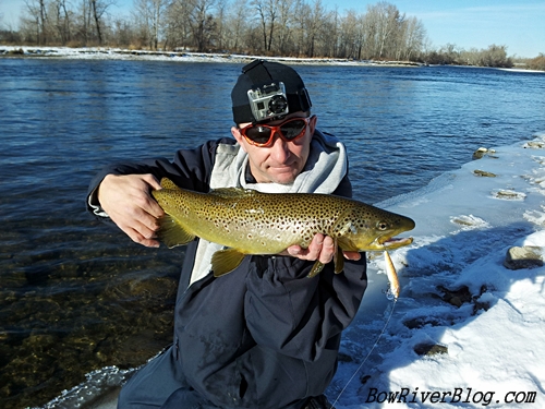 The beautiful brown trout of the Bow River