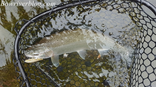 bow-river-rainbow-trout-fishing-june26 2016