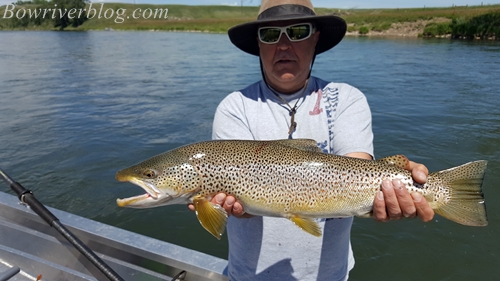 Bow-River-trout-fishing-july 2016
