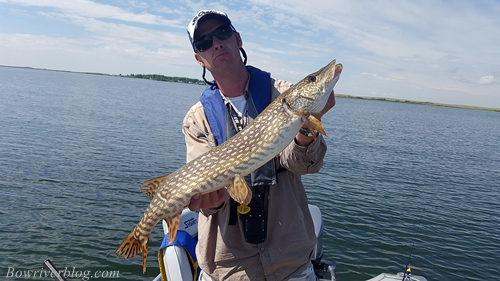 walleye-and-pike-fishing-crawling-valley