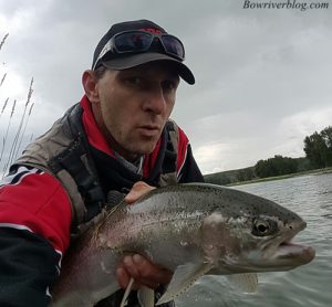 massive-rainbow-trout-bow-river- july 2016