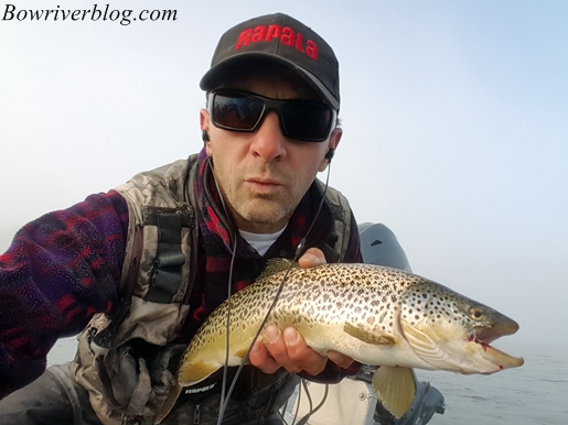 spin fishing for bow river brown trout