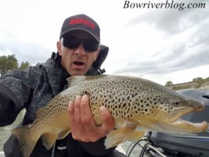 spin-fishing-for-brown-trout-bow-river