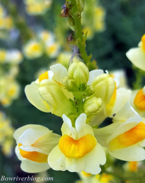 flowers-in-bloom-along-the-banks-of-the-bow-river