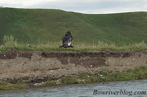 golden-eagle-takes-flight-on-the-banks-of-the-bow-river
