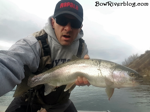 trout fishing below the Carseland Weir