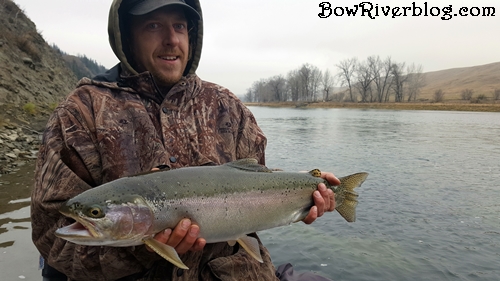 huge rainbow caught on the bow river
