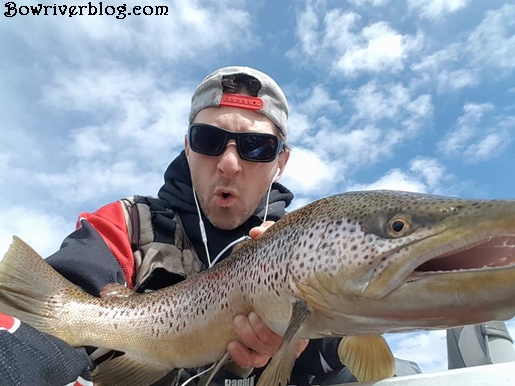 trophy brown trout fishing bow river alberta canada