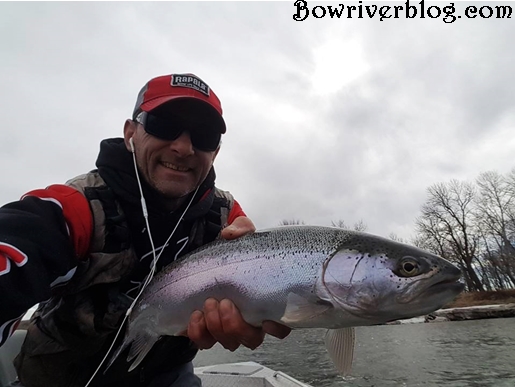 rainbow trout fishing bow river 2017