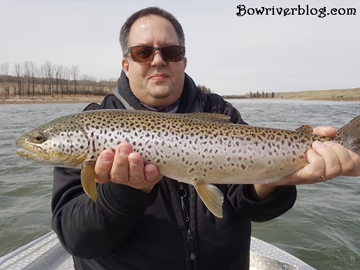 spin-fishing-rapalas-for-bow-river-brown-trout