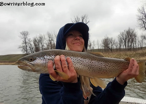 brown-trout-fishing-lower-bow-river-Calgary