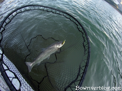 spin-fishing-for-bull-trout-Alberta