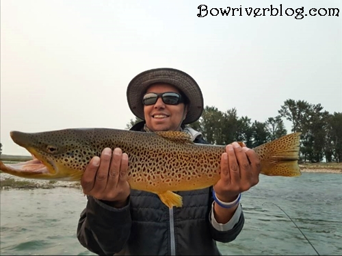 brown trout fishing the lower Bow River