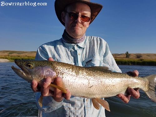 rainbow trout fishing the bow river 