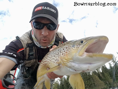 July spin fishing for brown trout Bow River