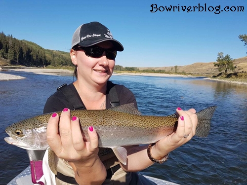 rainbow trout fishing Bow River