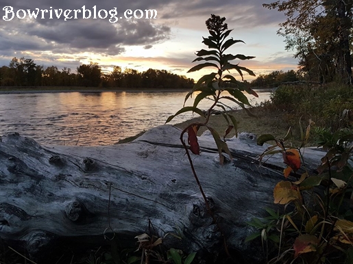 night fishing the Bow River