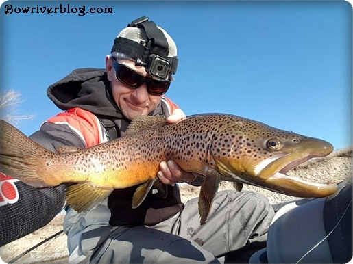 Spin fishing the bow river for big brown trout 2017