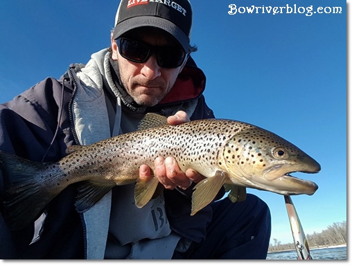 how-to-catch-brown-trout-on-the-bow-river
