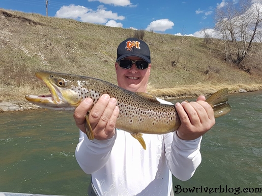 Brown trout fishing the bow river Alberta
