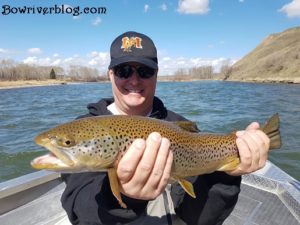 spin fishing for brown trout bow river