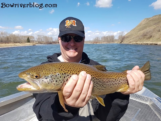 spin fishing for brown trout bow river 