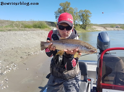 Spin Casting the Bow River for brown trout 2018