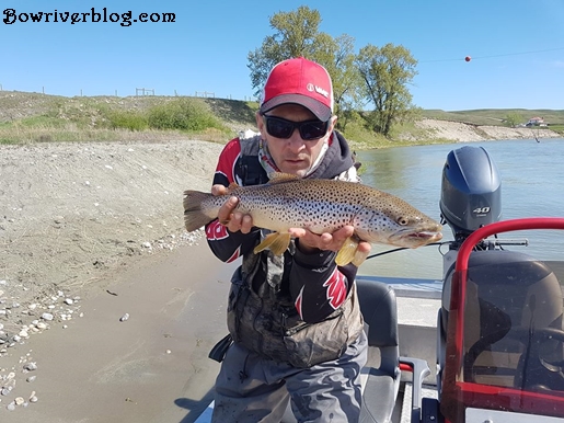 Spin Casting the Bow River for brown trout 2018