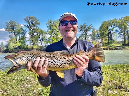 spin fishing the Bow River for brown trout 