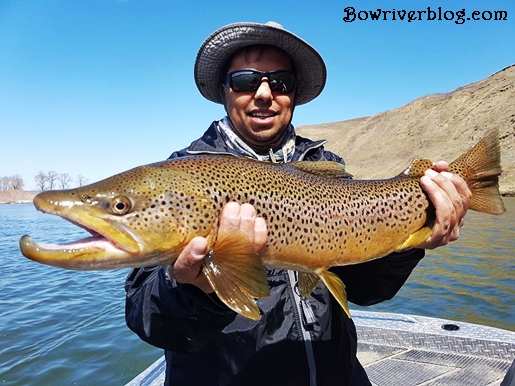 What lures to use for brown trout Bow River 