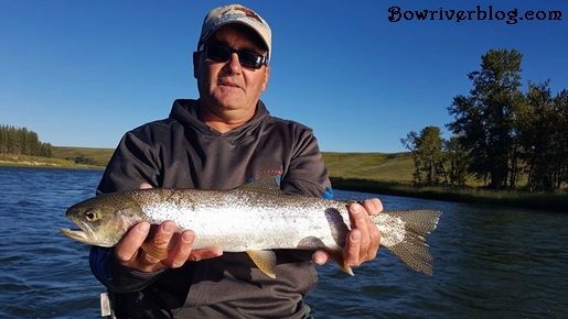What happened to the Rainbow Trout population on the Bow River 2018 