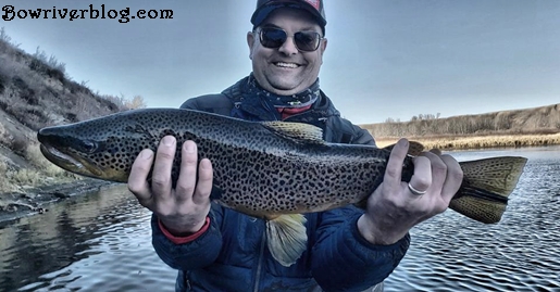 Bow-River-brown-trout-spin-fishing