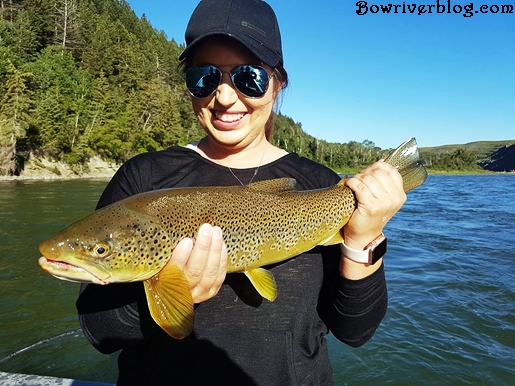 Sport fishing the Bow River Calgary, Alberta 