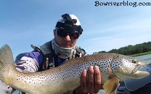 Big bow river brown trout smashes a Rapala Countdown CD-9